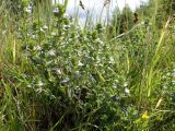 Euphrasia brevipila