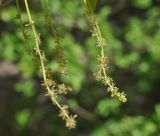 Quercus robur