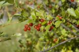 Ribes diacantha