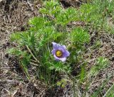 Pulsatilla turczaninovii