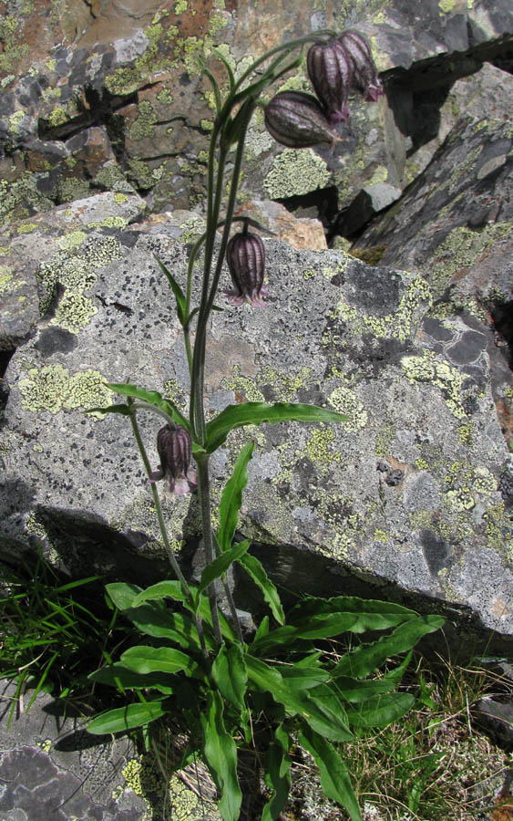 Изображение особи Gastrolychnis tristis.