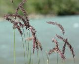 Hordeum turkestanicum