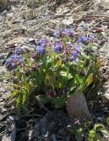 Pulmonaria mollis. Цветущее растение. Бурятия, Кабанский р-н, обочина дороги. 22.05.2023.