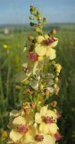 Verbascum &times; ignescens