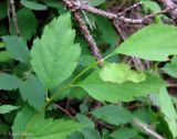 Spiraea chamaedryfolia. Верхушка побега. Украина, Ивано-Франковская обл., Надворнянский р-н, окр. с. Быстрица, долина потока Рафайловец. 21 июня 2011 г.