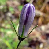 Campanula rotundifolia