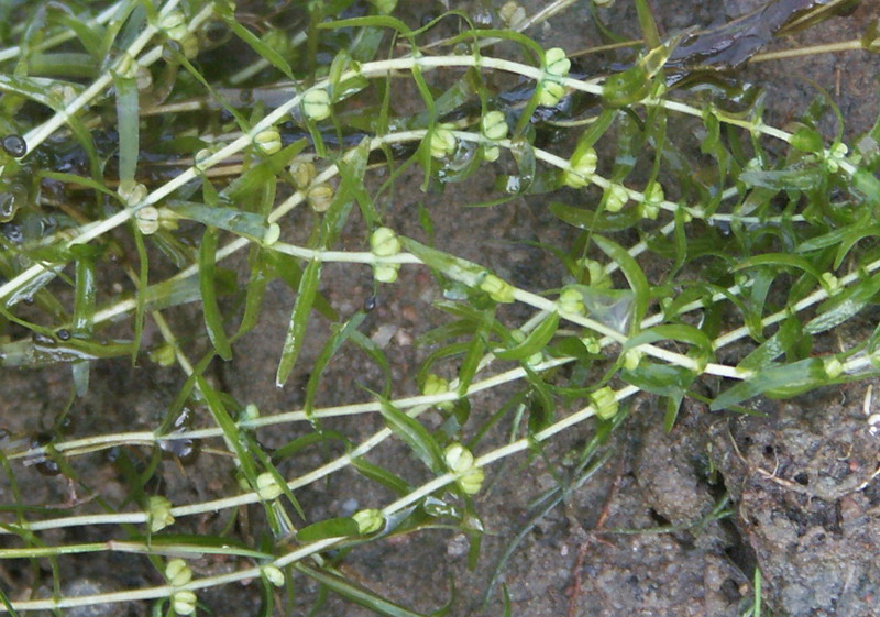 Image of Callitriche hermaphroditica specimen.
