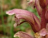 Orobanche hederae. Цветок. Крым, южный берег, окр. Мисхора, сосновый лес. 28 мая 2012 г.