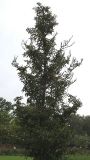 Stewartia pseudocamellia. Взрослое растение. Нидерланды, г. Venlo, \"Floriada 2012\". 11.09.2012.