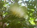 Albizia lebbeck