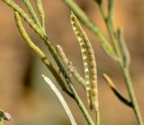 Eremobium aegyptiacum. Часть соплодия. Израиль, южный Негев, восточная часть долины Увда, пески нахаль Касуй. 06.03.2013.