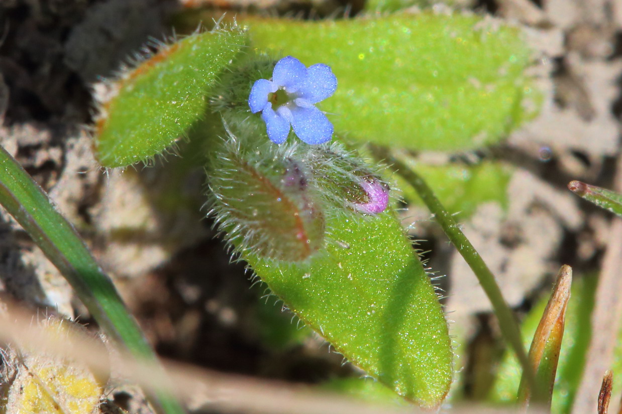 Незабудка мелкоцветковая (Myosotis micrantha) (Myosotis stricta)