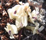 Astragalus chorinensis