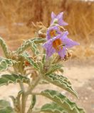 Solanum elaeagnifolium. Верхушка цветущего растения. Израиль, г. Беэр-Шева, рудеральное местообитание. 29.06.2013.