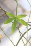 Passiflora caerulea. Часть побега с листом. Черноморское побережье Кавказа, г. Новороссийск, в культуре. 1 января 2014 г.