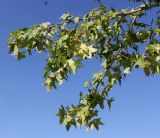 Liquidambar styraciflua. Плодоносящая ветвь. Германия, г. Essen, Grugapark. 29.09.2013.