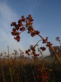 Cladium mariscus