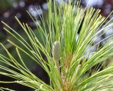 Pinus wallichiana