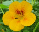 Tropaeolum majus. Цветок. Татарстан, Бугульминский р-н, парник. 12.08.2014.