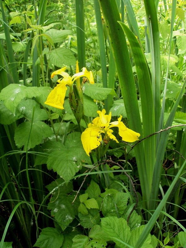 Изображение особи Iris pseudacorus.