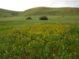 Glebionis coronaria