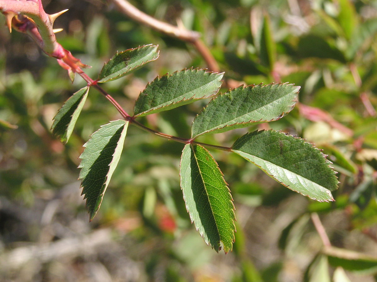 Изображение особи Rosa canina.