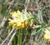 Corydalis nobilis. Соцветие с фуражирующей пчелой (Apis mellifera L.) (видны отверстия, прогрызенные насекомыми для доступа к нектару). Восточный Казахстан, г. Усть-Каменогорск, сопки на левом берегу р. Иртыш. 02.05.2011.