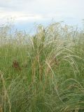 Stipa zalesskii. Плодоносящие растения. Пензенская обл., ГПЗ \"Приволжская лесостепь\", уч-к \"Кунчеровская степь\". 12 июня 2013 г.