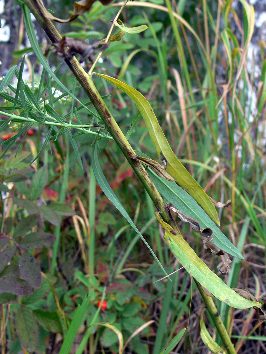Изображение особи Euphorbia gmelinii.