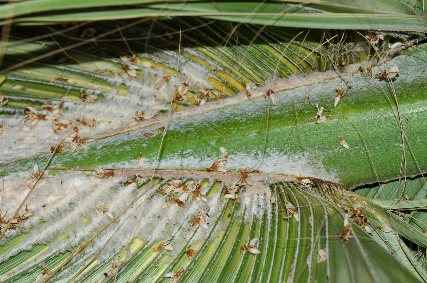 Изображение особи Washingtonia robusta.