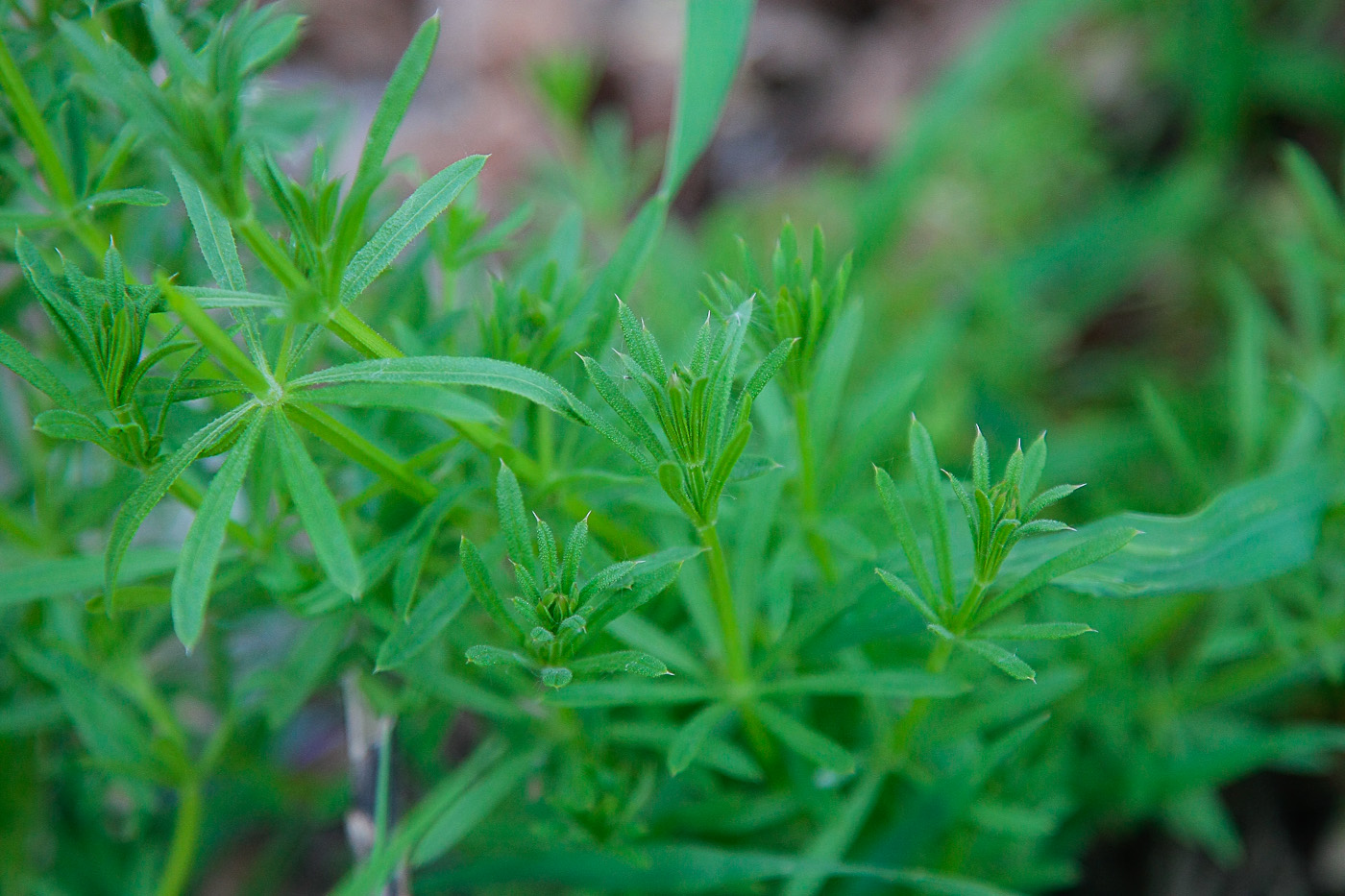 Изображение особи Galium aparine.