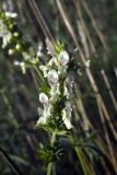 Stachys recta