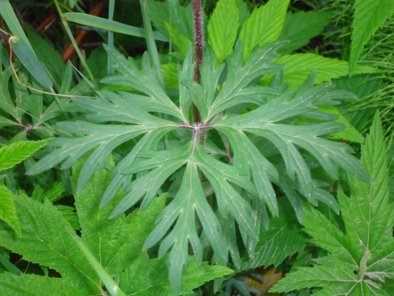 Изображение особи Aconitum woroschilovii.