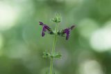 Stachys sylvatica