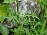 Scabiosa lachnophylla. Листья. Приморье, окр. г. Находка, гора Сестра, на скалистом гребне отрога, у тропы. 28.08.2016.