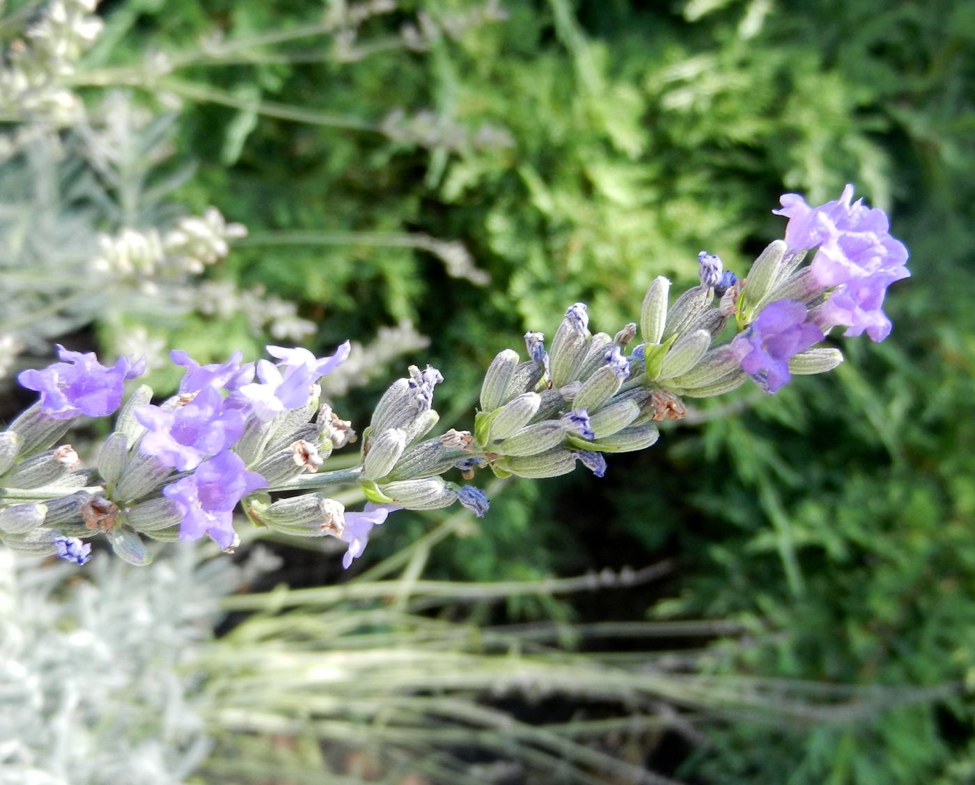 Изображение особи Lavandula angustifolia.