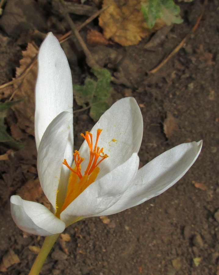 Изображение особи Crocus speciosus.