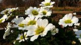 Callianthemum isopyroides