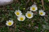 Dryas octopetala