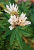 Trifolium lupinaster var. albiflorum