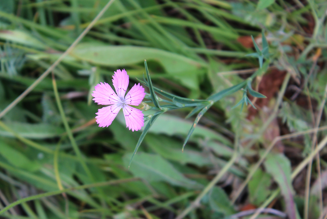 Изображение особи Dianthus caucaseus.