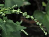 Atriplex calotheca. Веточка соцветия в стадии формирования плодов. Финляндия, Хельсинки, о. Лауттасаари, побережье Финского залива. 29 августа 2015 г.