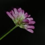Trifolium resupinatum. Соцветие. Азербайджан, окр. Масаллы. 14.04.2010.