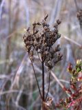 Hypericum tetrapterum