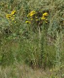 Hieracium umbellatum