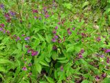 Lathyrus vernus