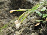 Dianthus elbrusensis. Верхушка побега с цветками. Кабардино-Балкария, Эльбрусский р-н, окр. пос. Эльбрус, ок. 1800 м н.у.м., скала. 09.08.2018.