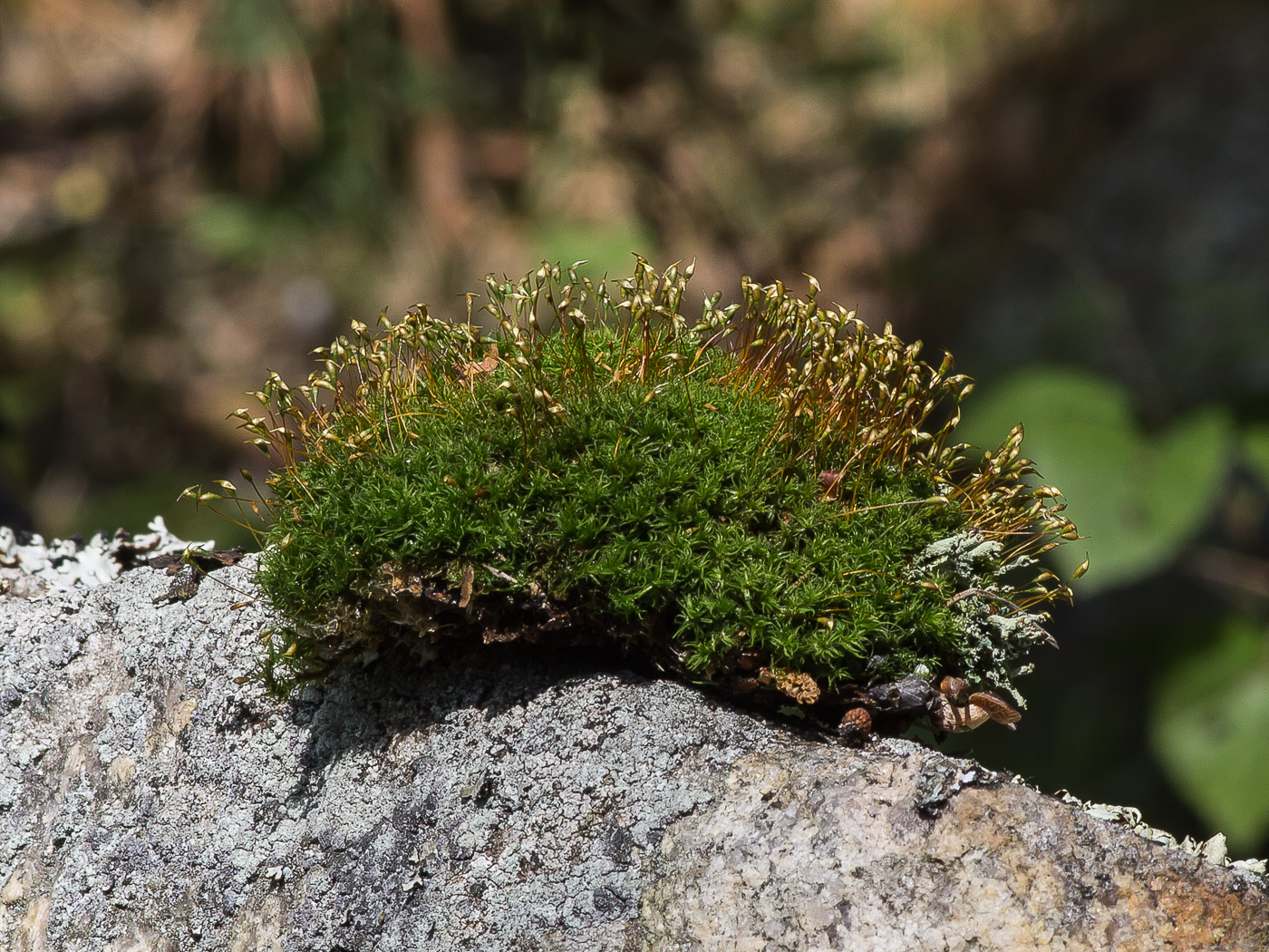 Изображение особи Cynodontium strumiferum.