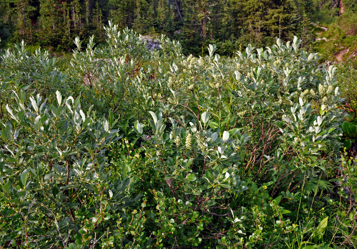 Изображение особи Salix glauca.