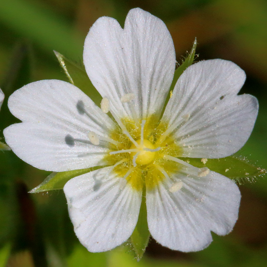 Ясколка вильчатая (Cerastium dichotomum)